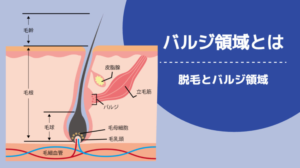 バルジ領域