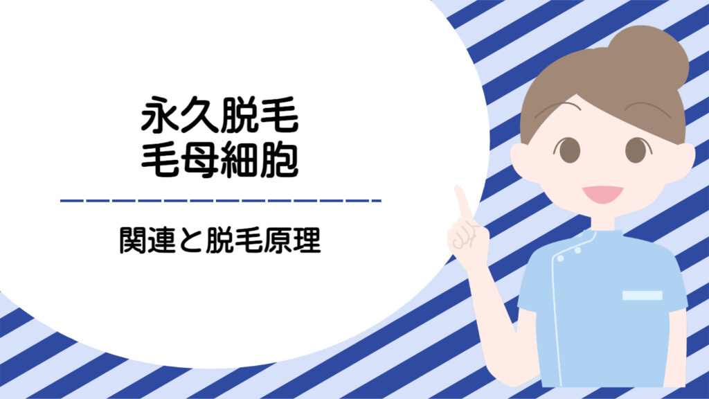 毛母細胞と永久脱毛の原理と関係